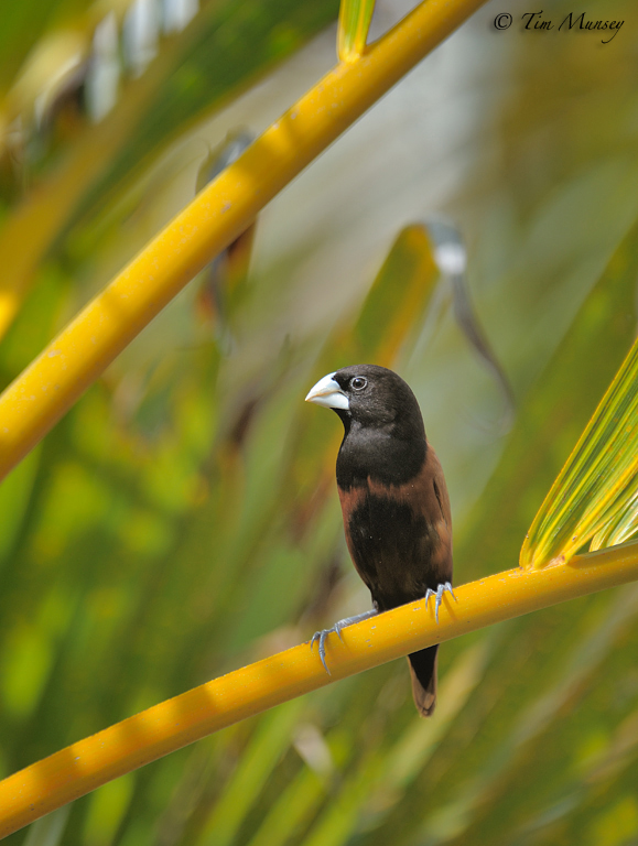 Chestnut Munia